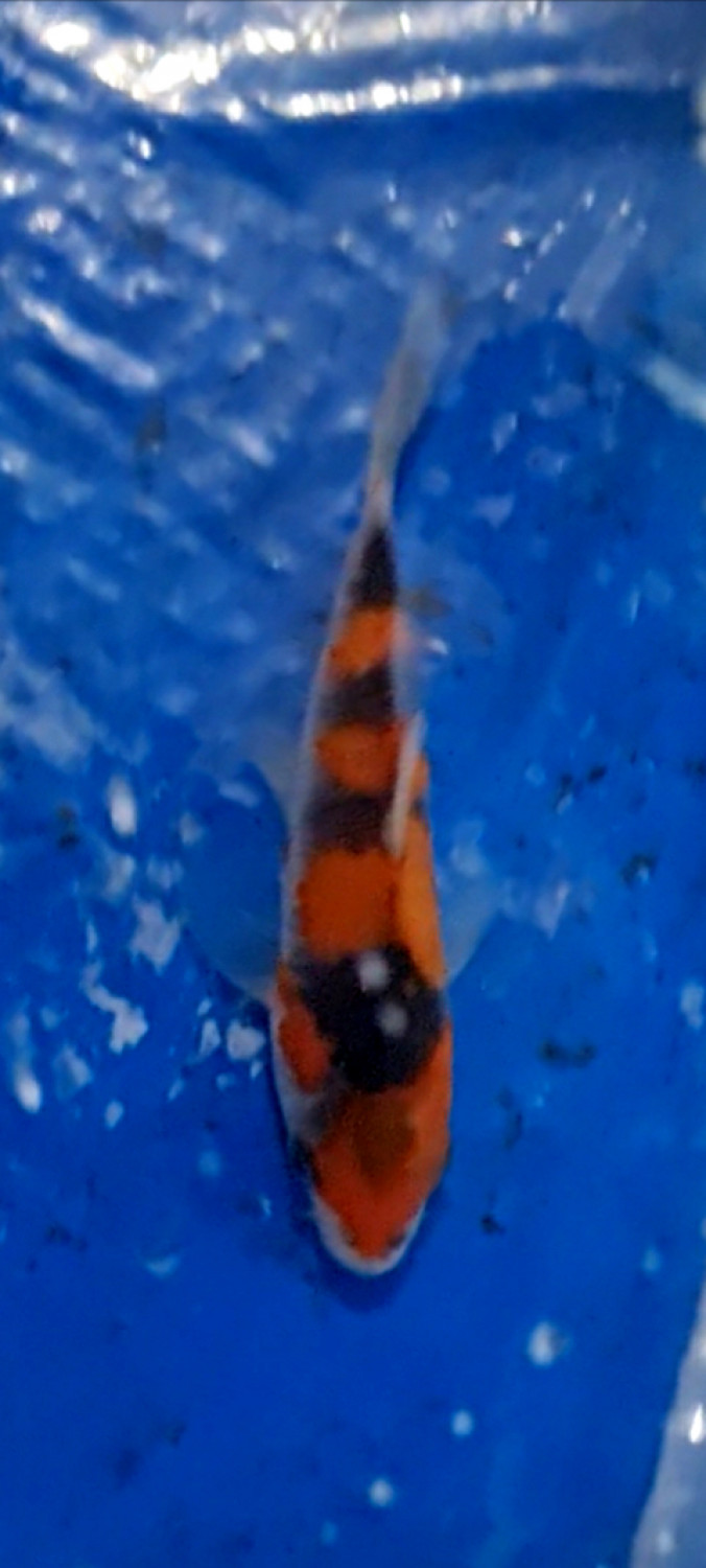 Juara 2