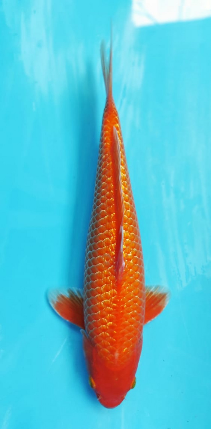 Juara 2