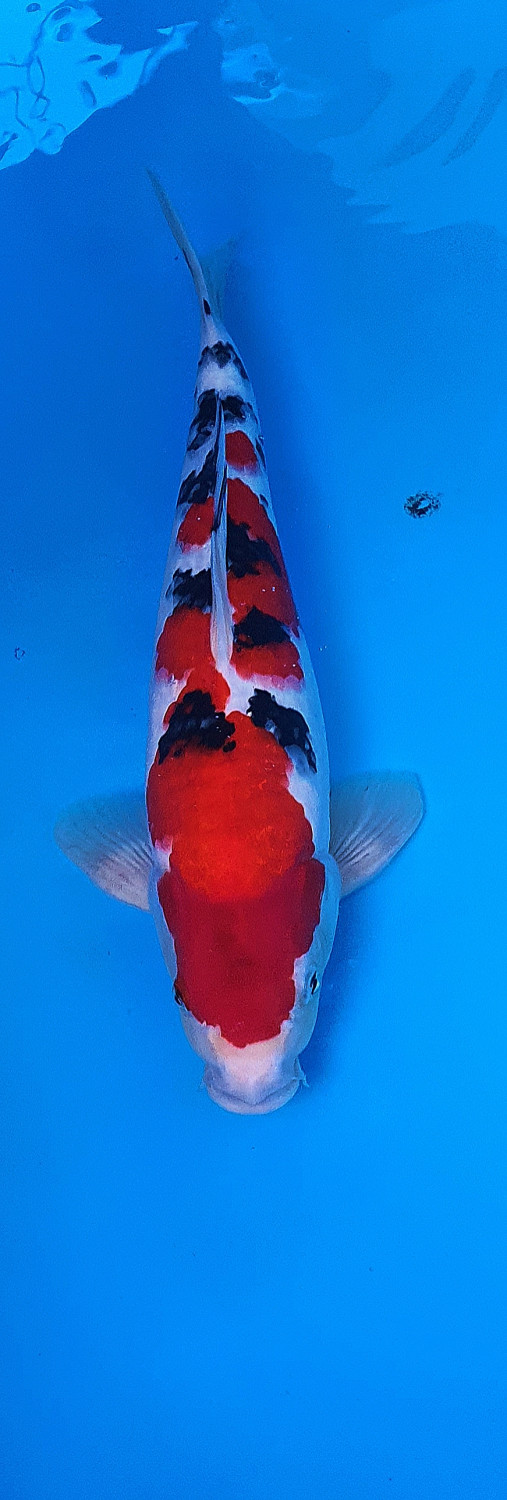 Juara 5
