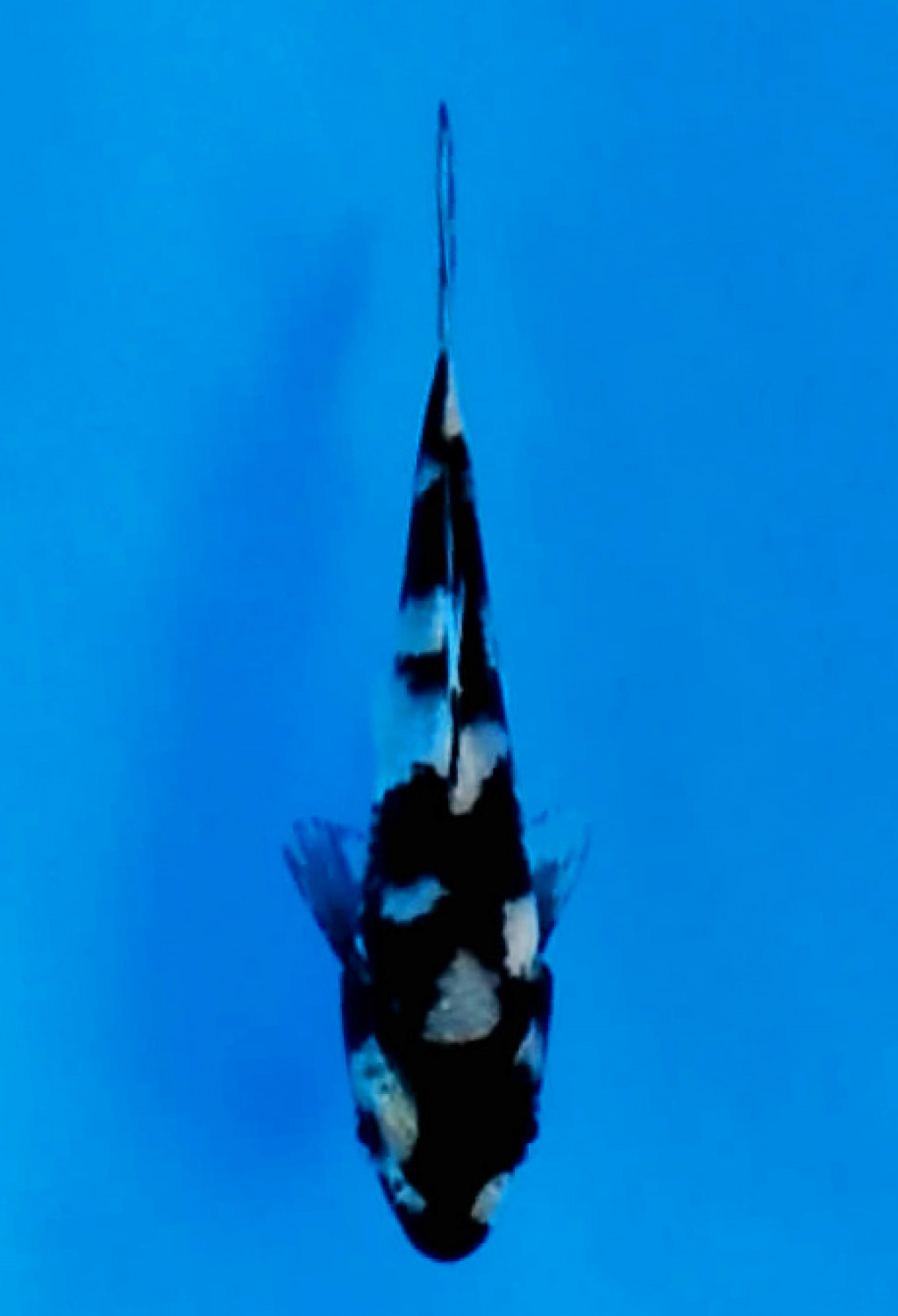 Juara 3