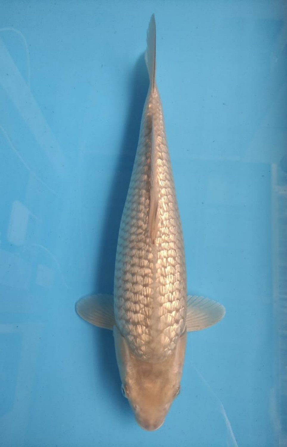Juara 3