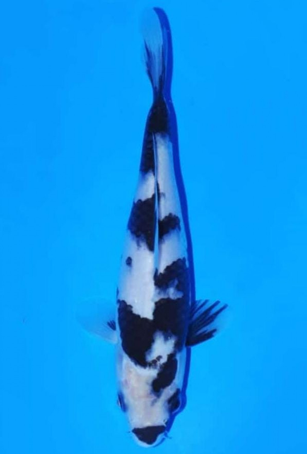 Juara 2