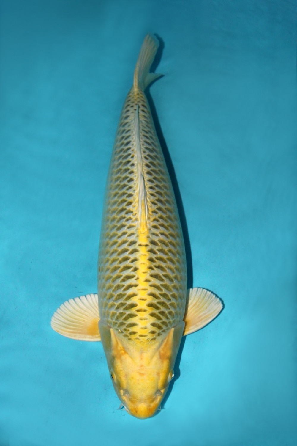 Juara 2