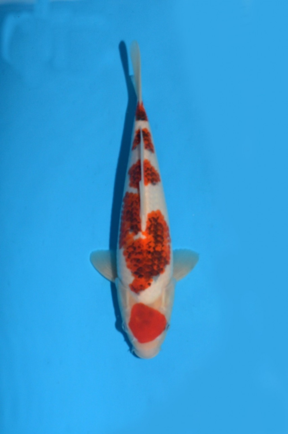Juara 1