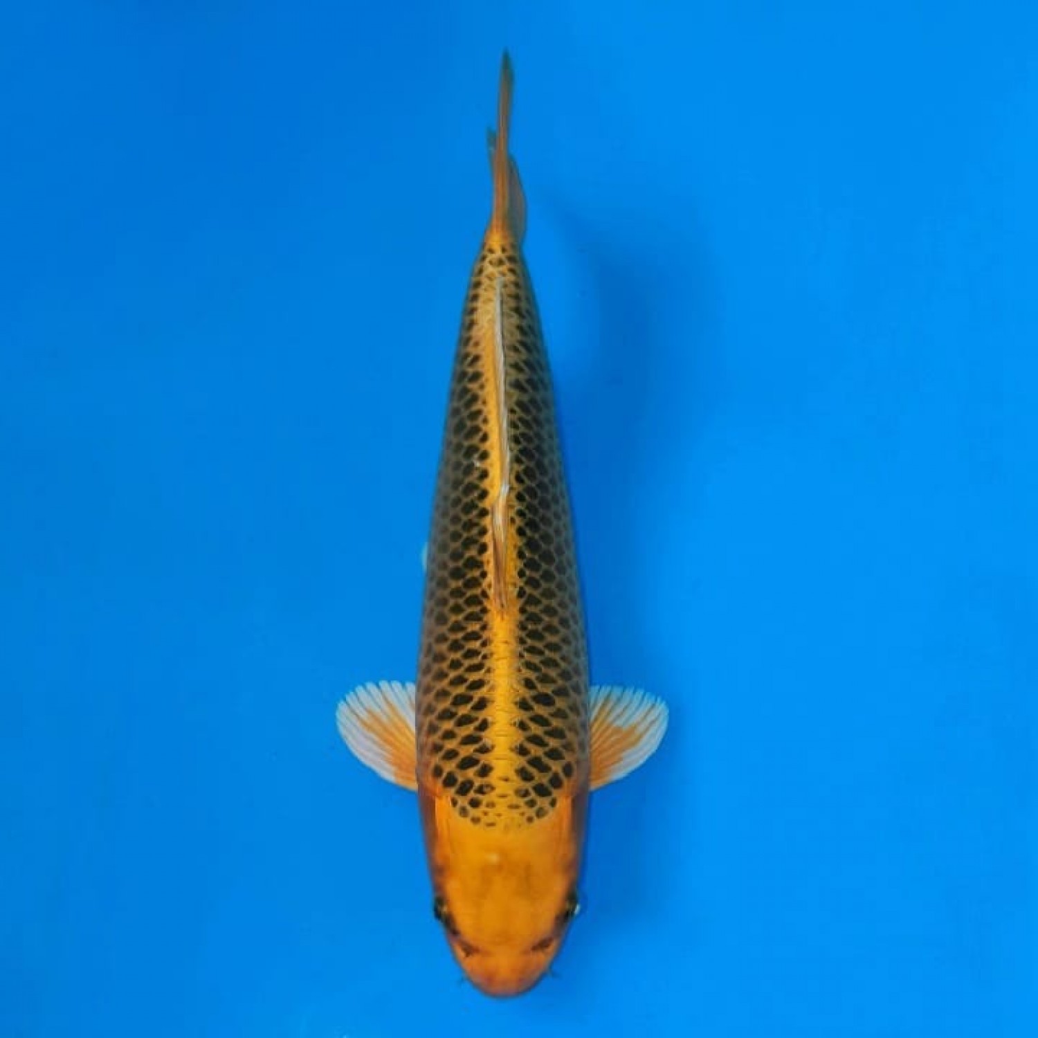 Juara 3