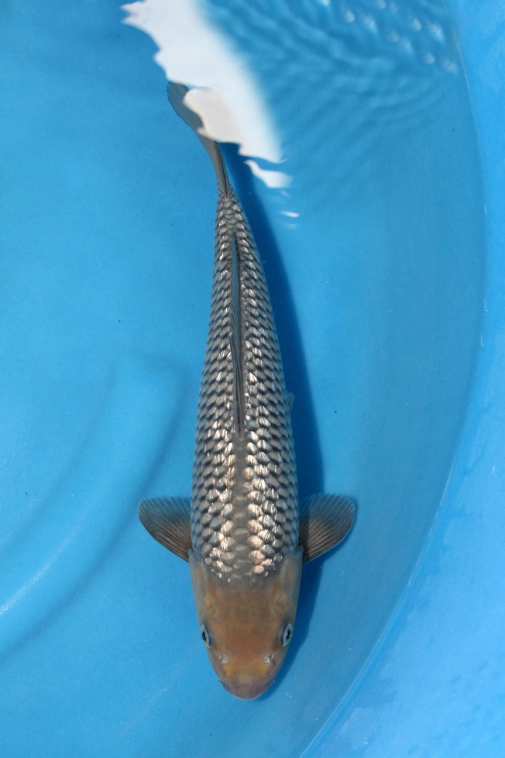 Juara 2