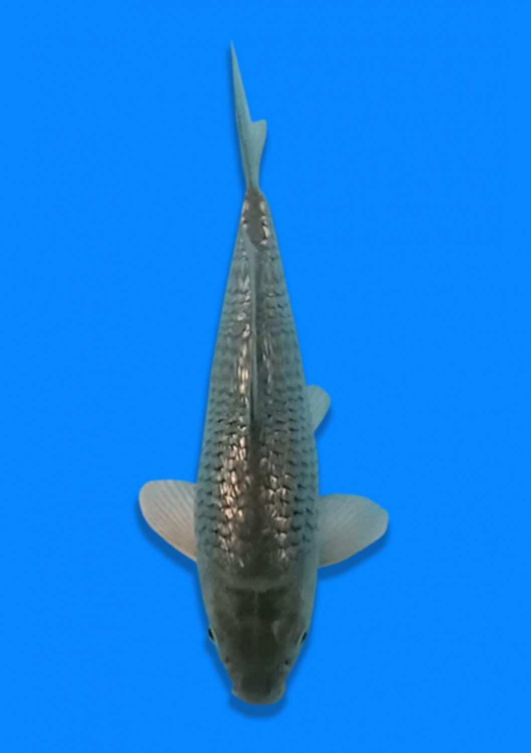 Juara 2