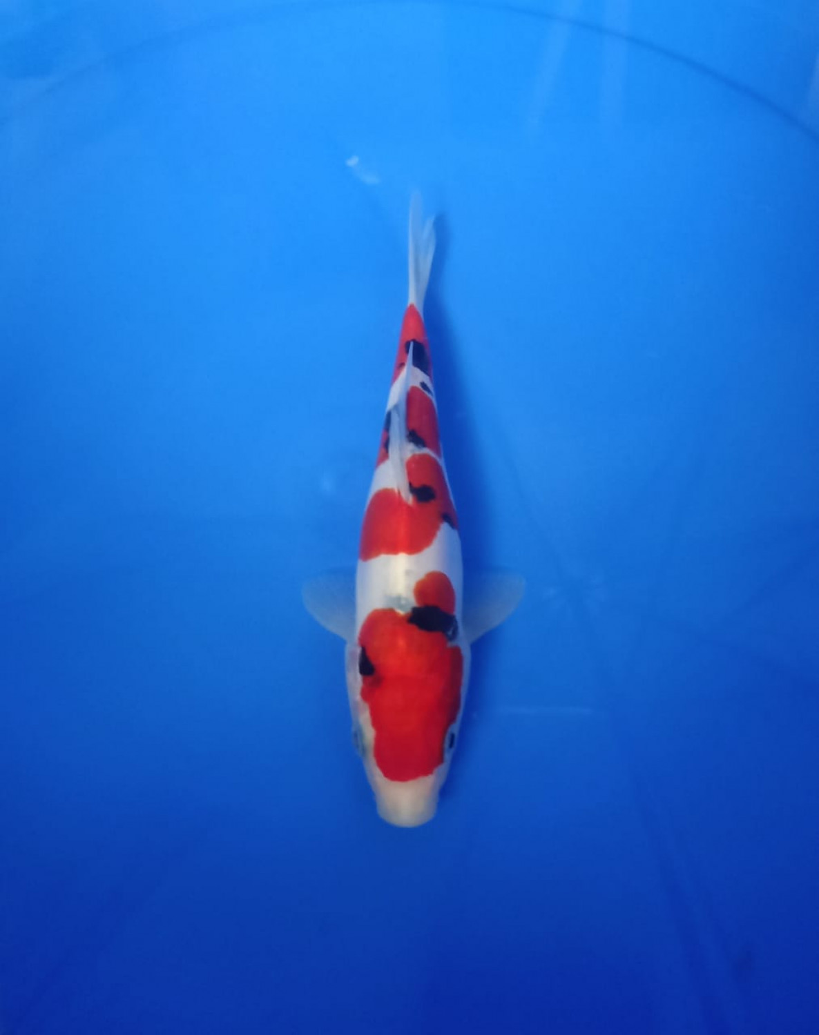 Best In Size C 16 - 20 cm