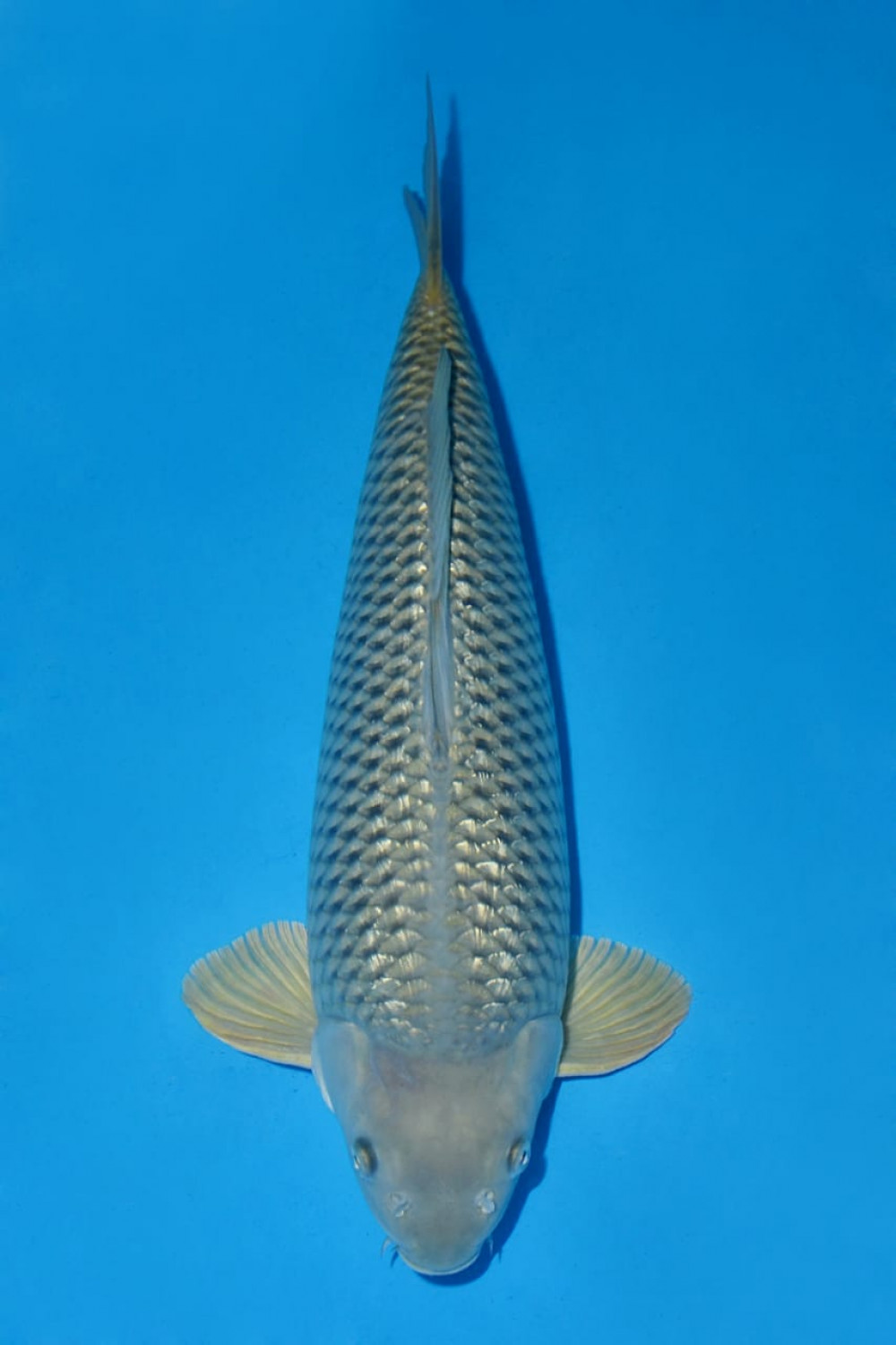 Juara 2