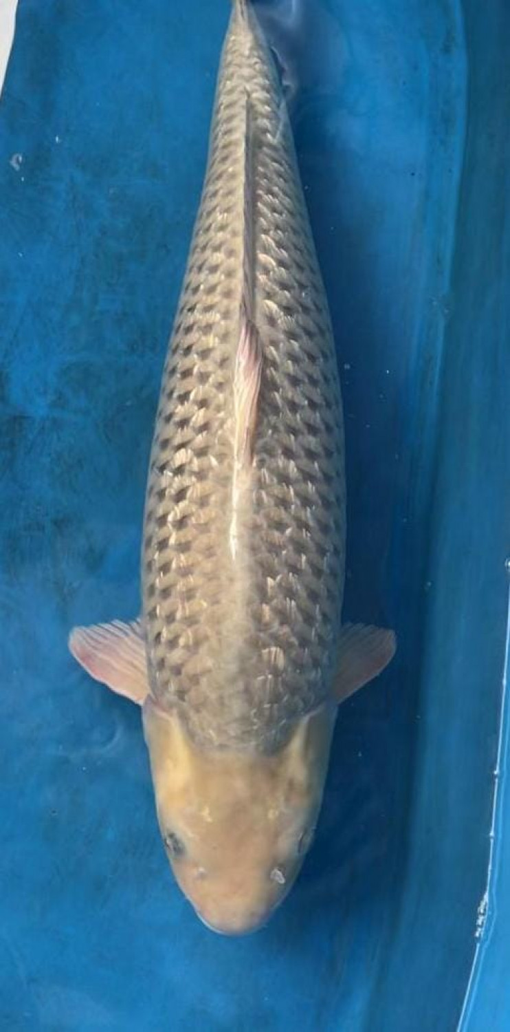 Juara 3