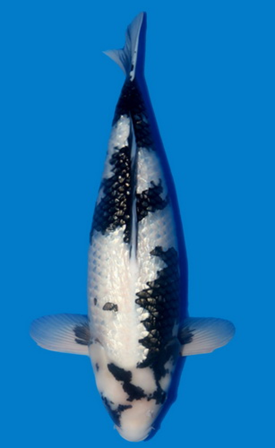 Adult Champion C