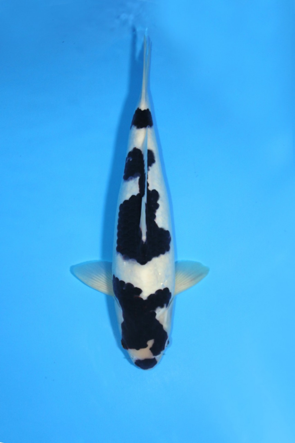 Juara 1