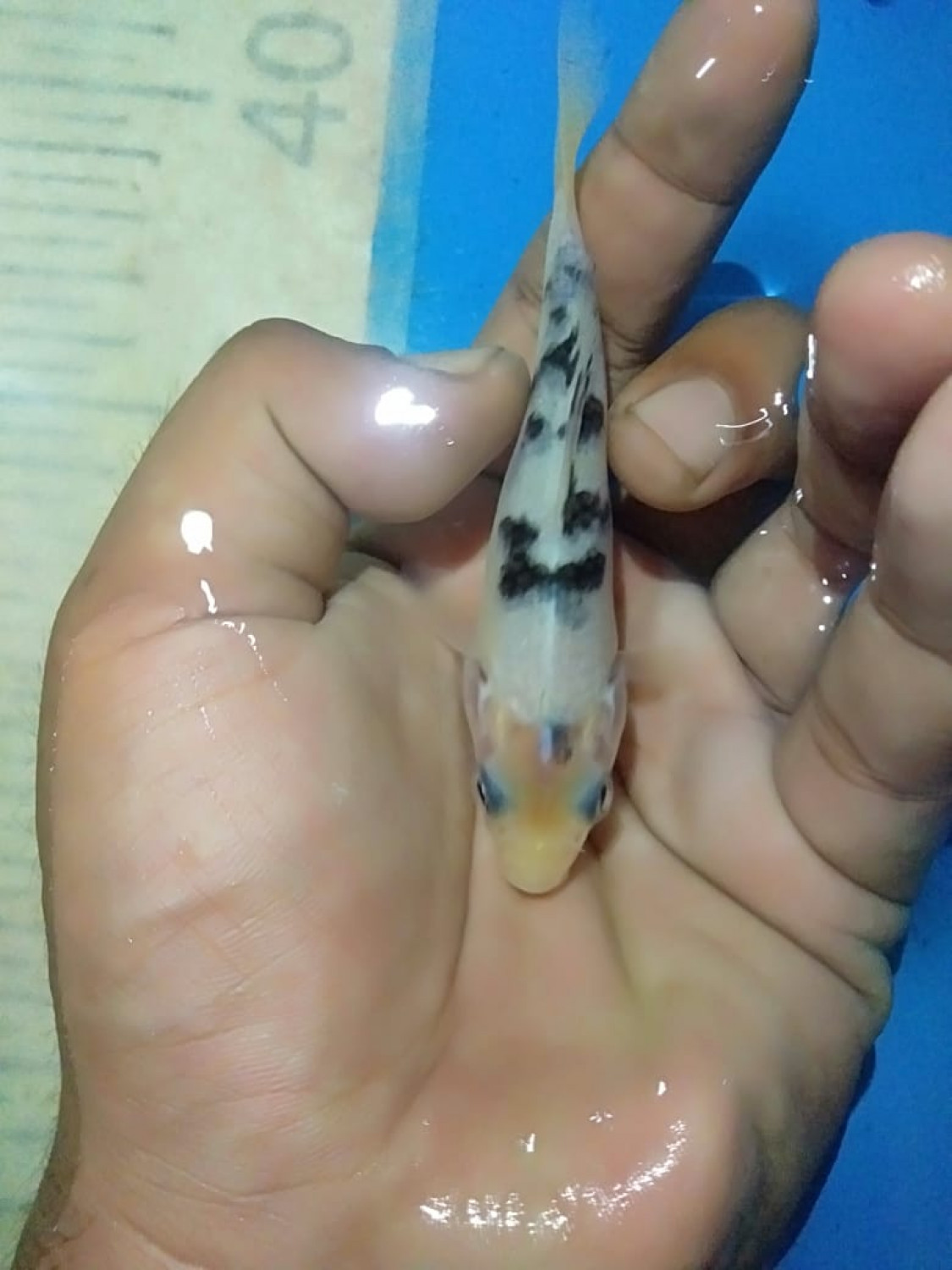 Juara 2