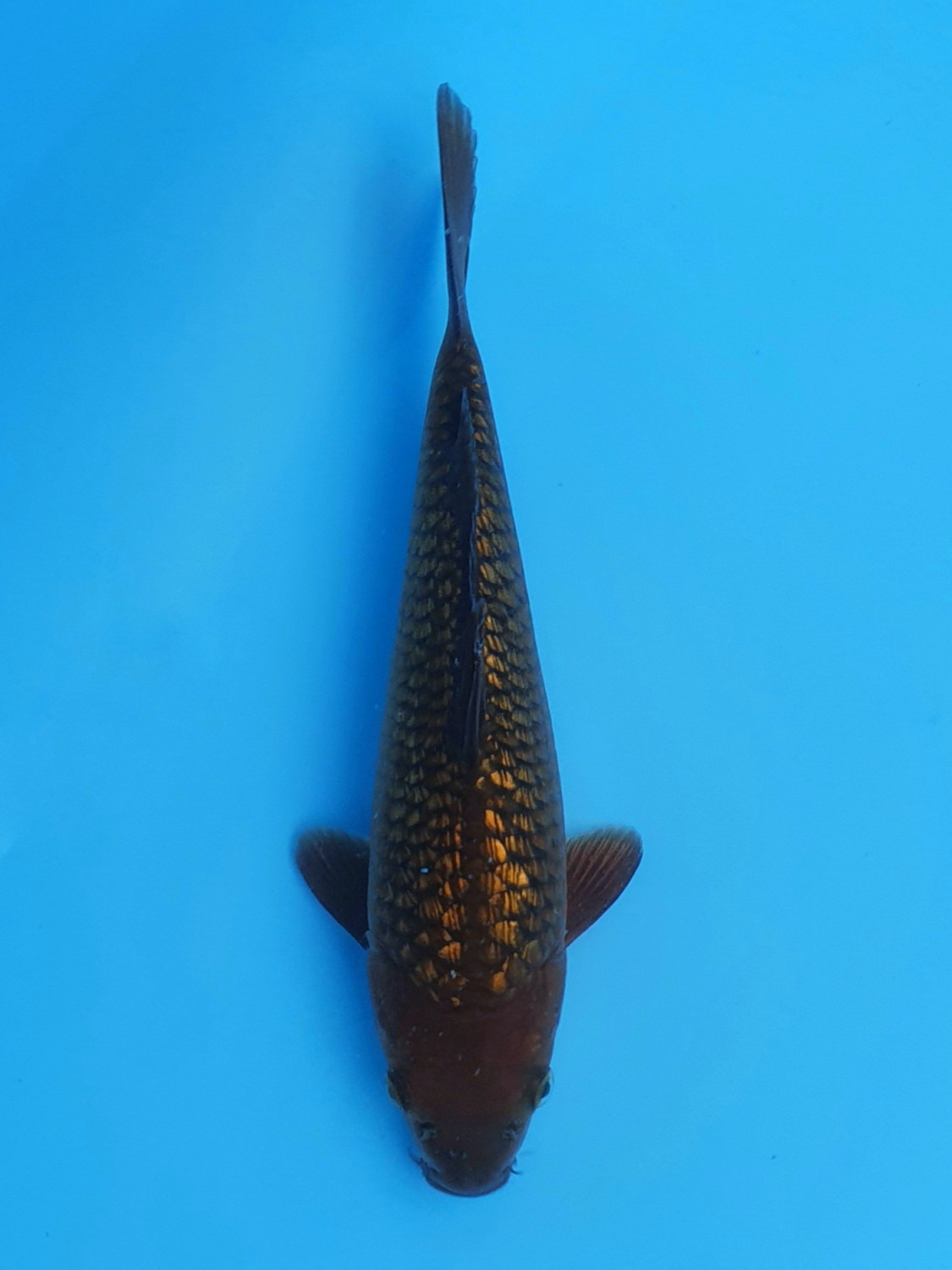 Juara 1