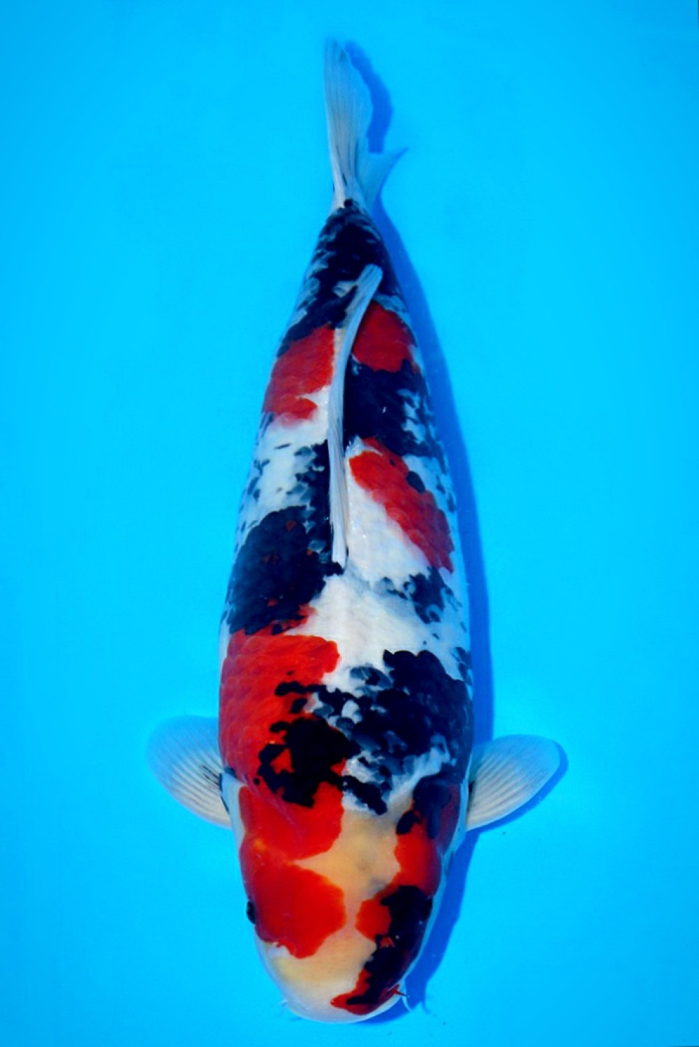 Juara 1