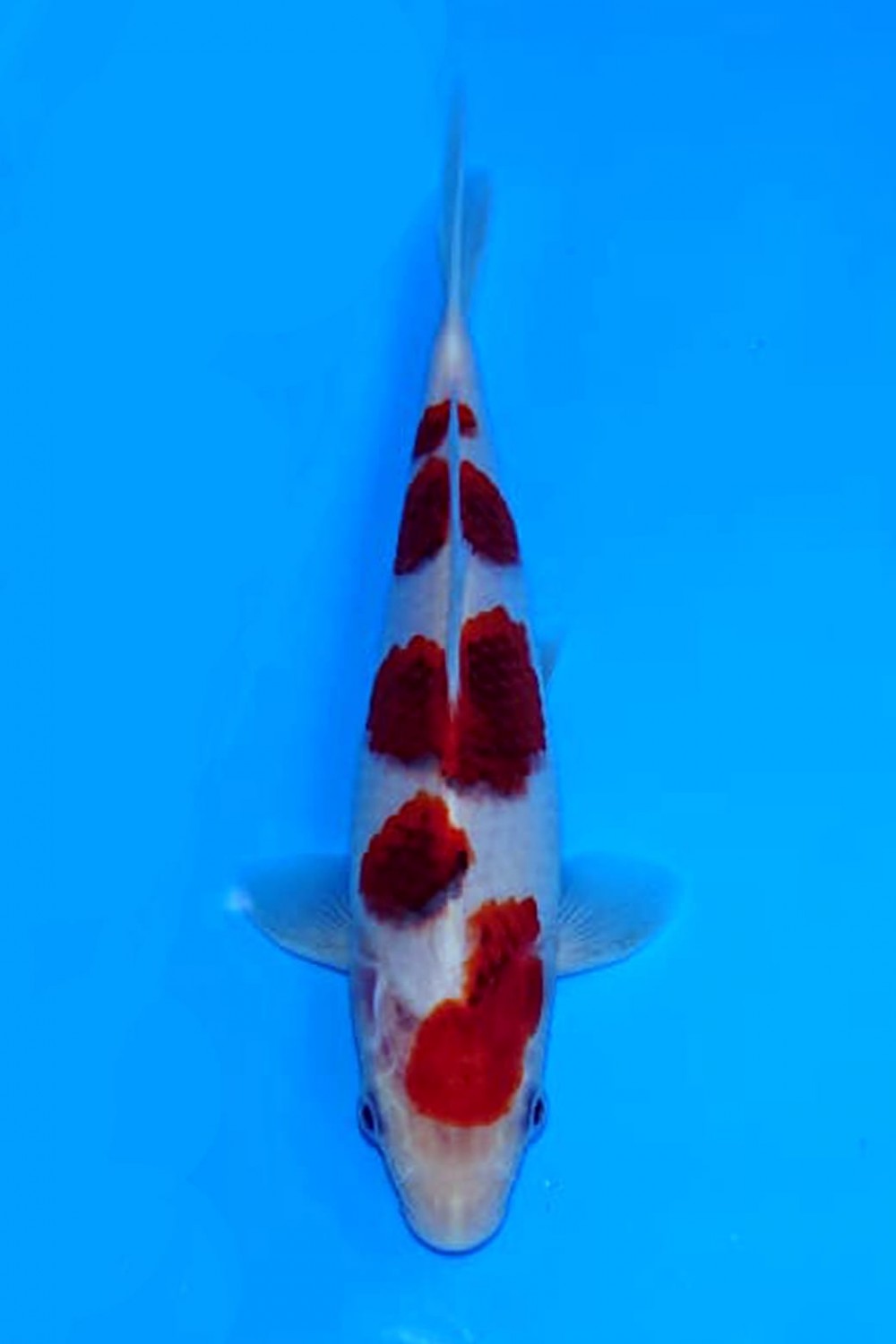 Juara 1