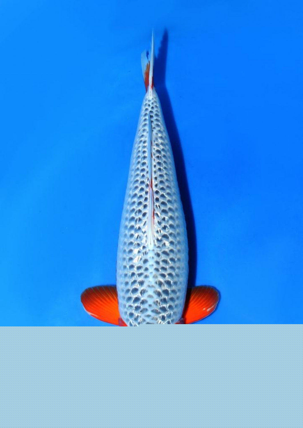 Best In Size C 56 - 60 cm