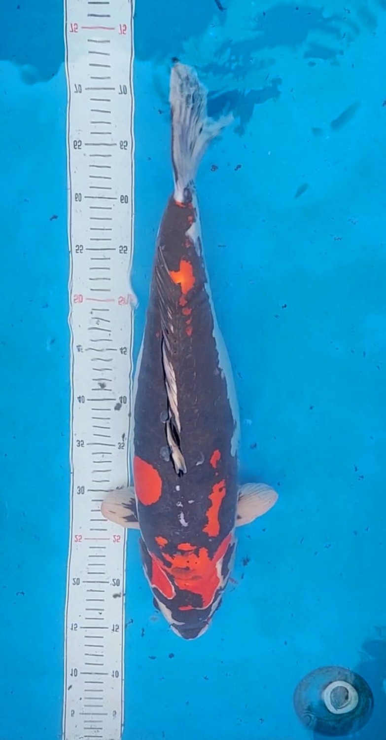 Best In Size C 51 - 55 cm