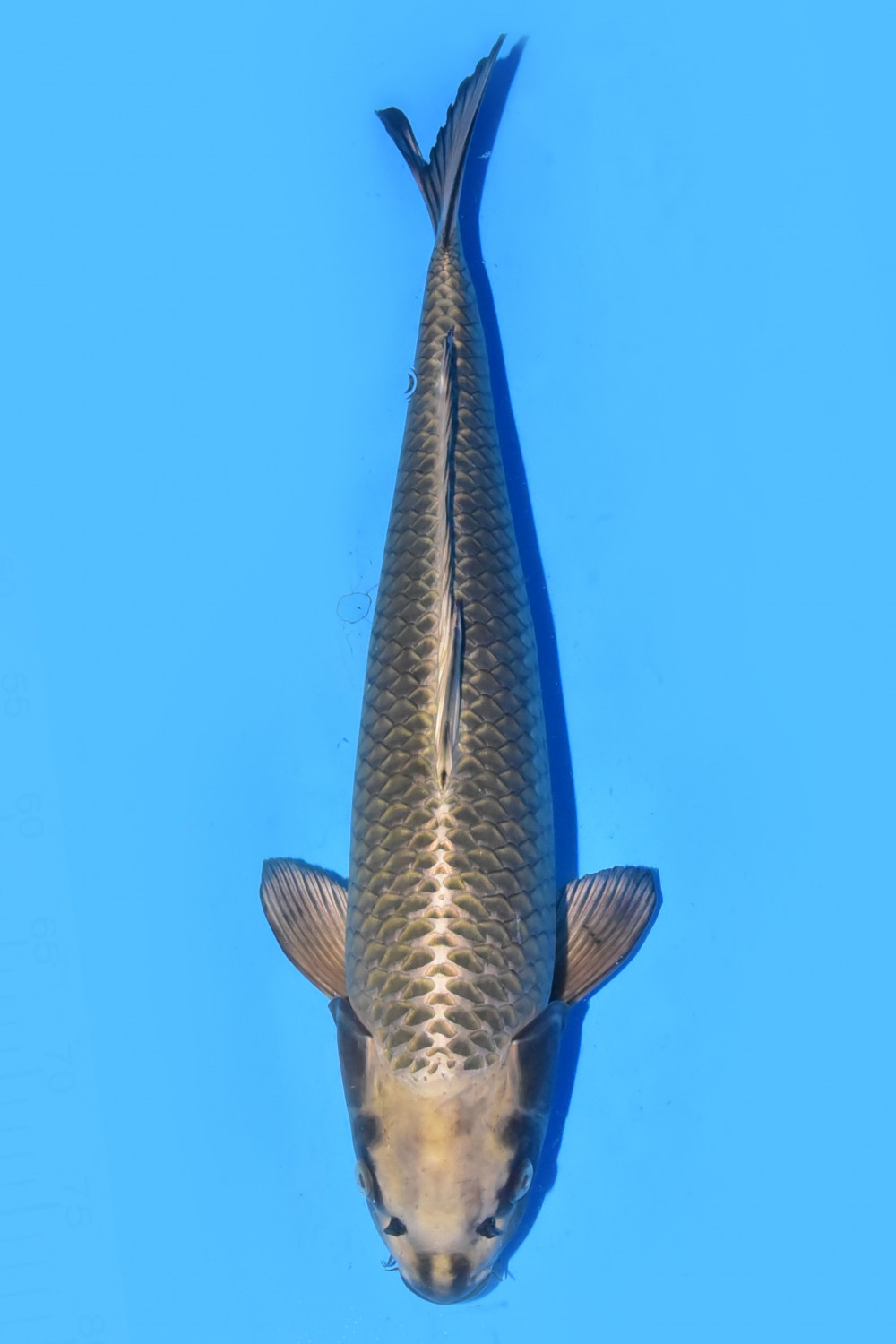Juara 4