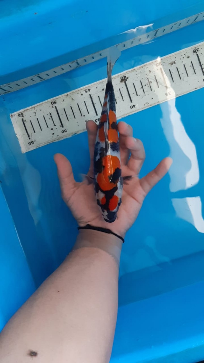 Best In Size A 16-20 Cm