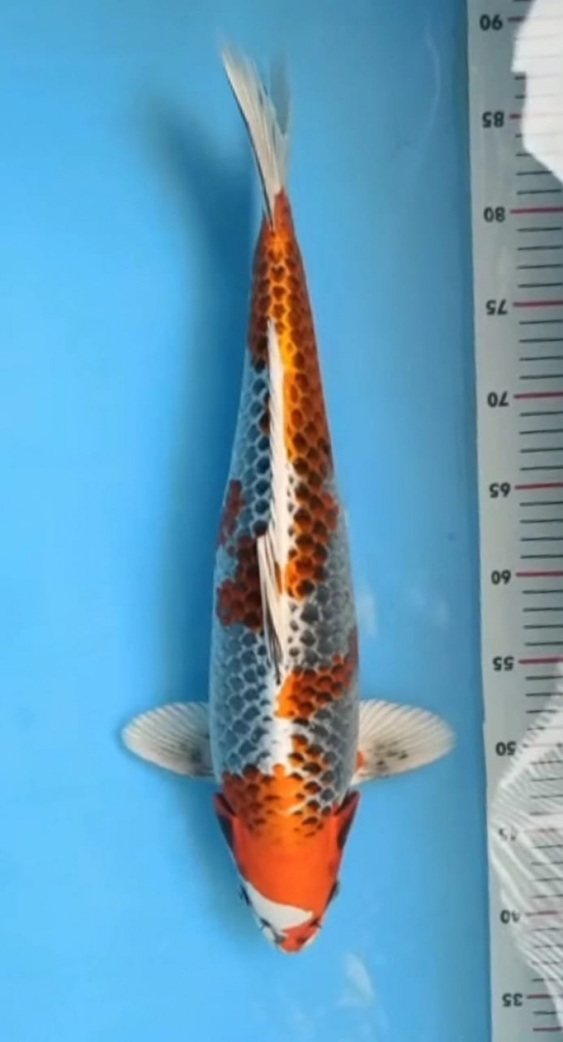 Juara 2