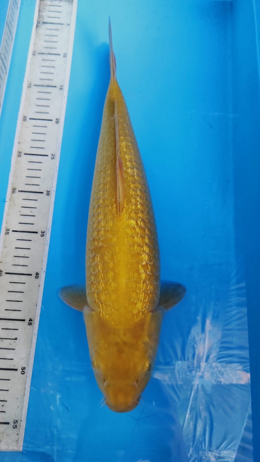 Juara 2