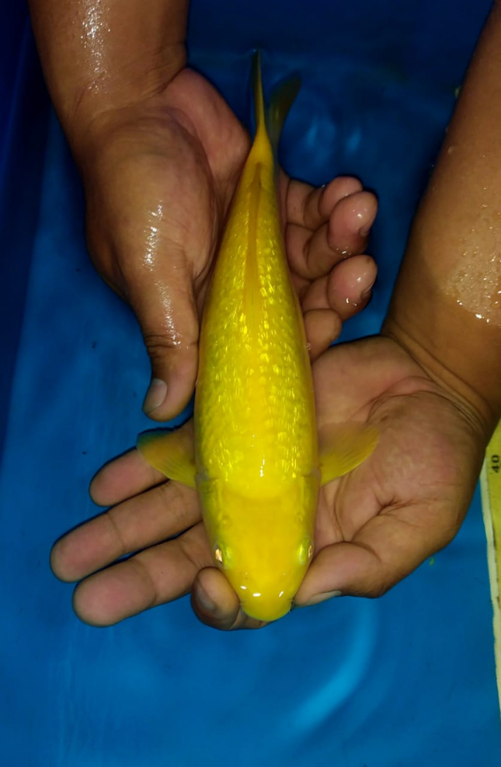Juara 1