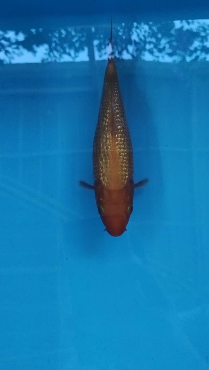 Best In Size E 16 - 20 cm