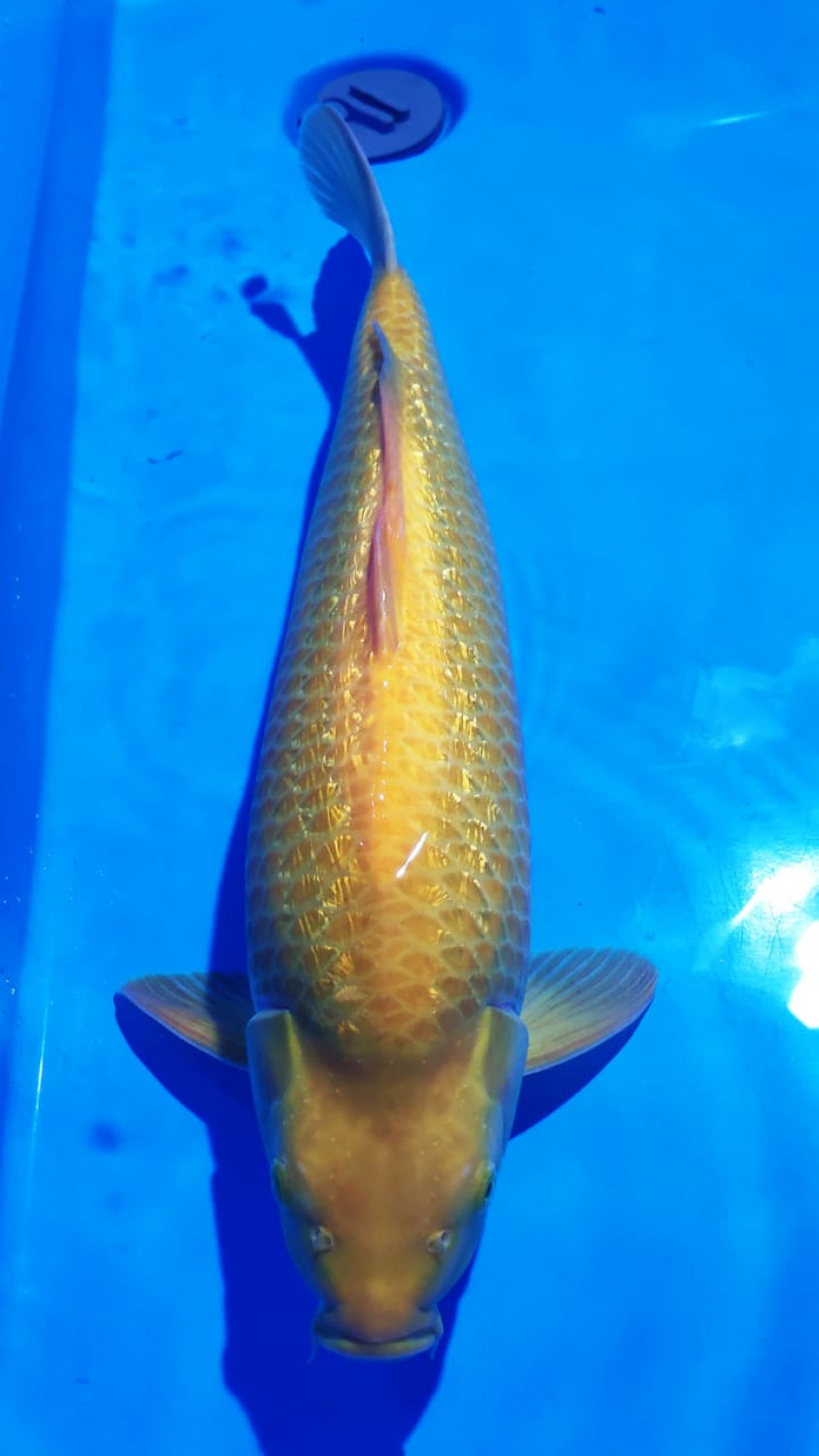 Juara 2
