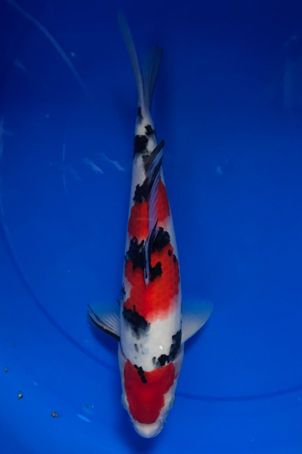 Juara 1
