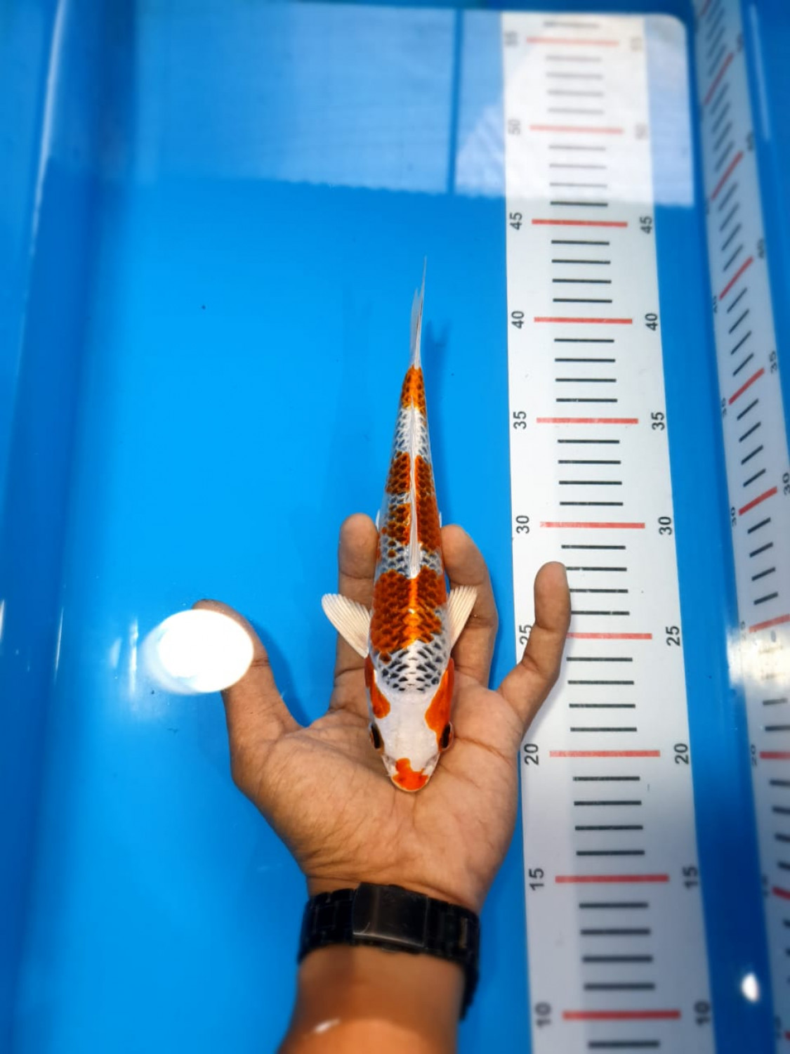 Juara 2