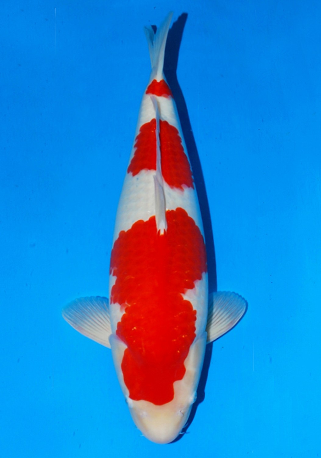 Best In Size A 61-65 Cm