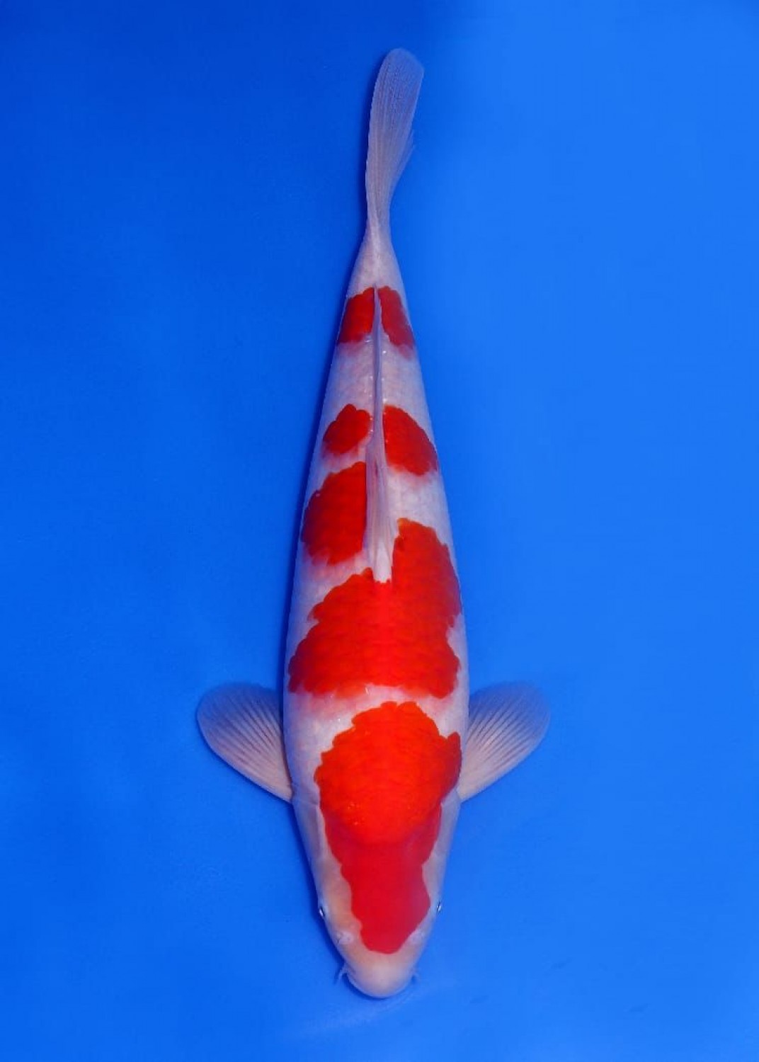 Juara 2