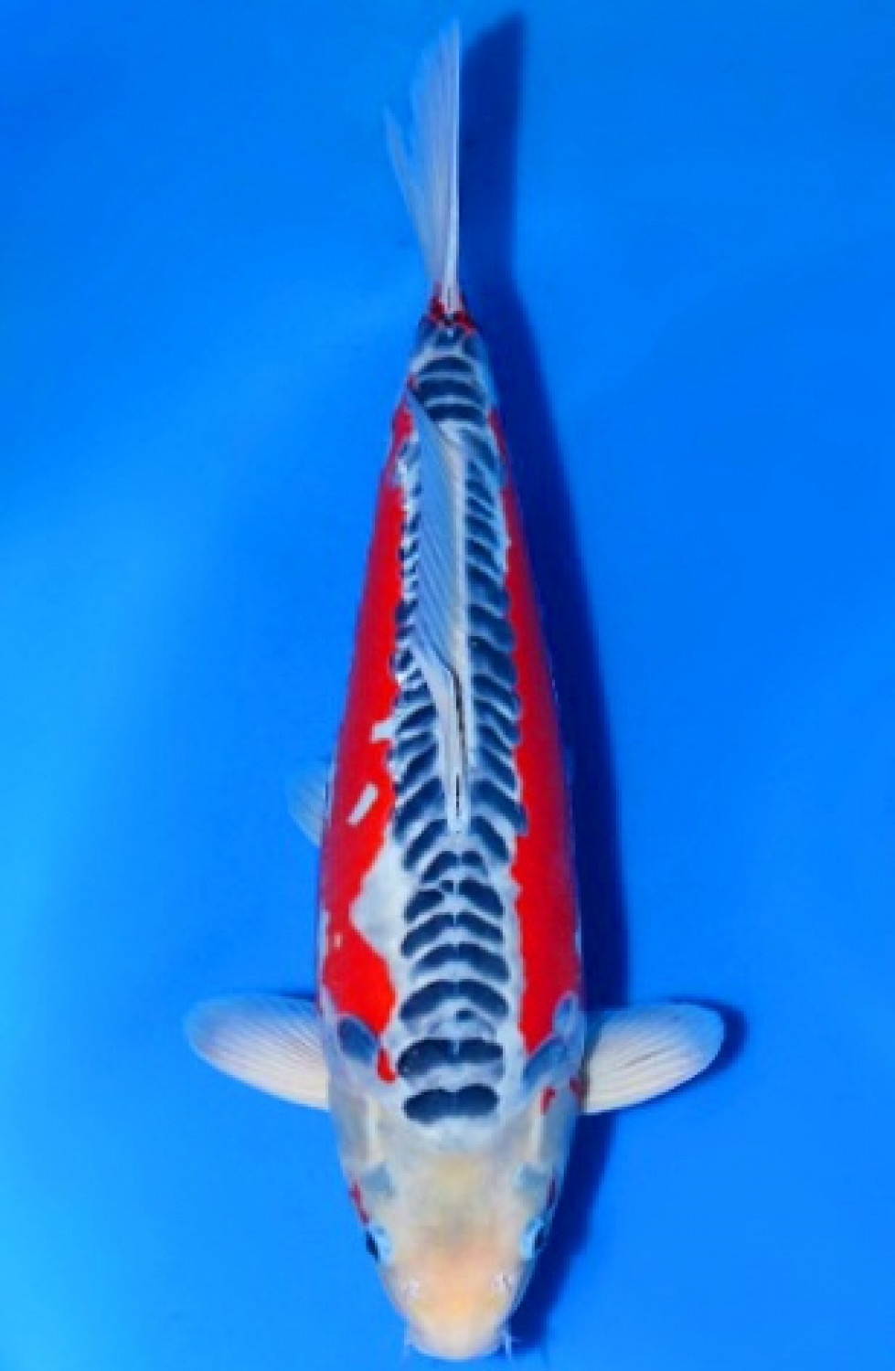 Juara 2