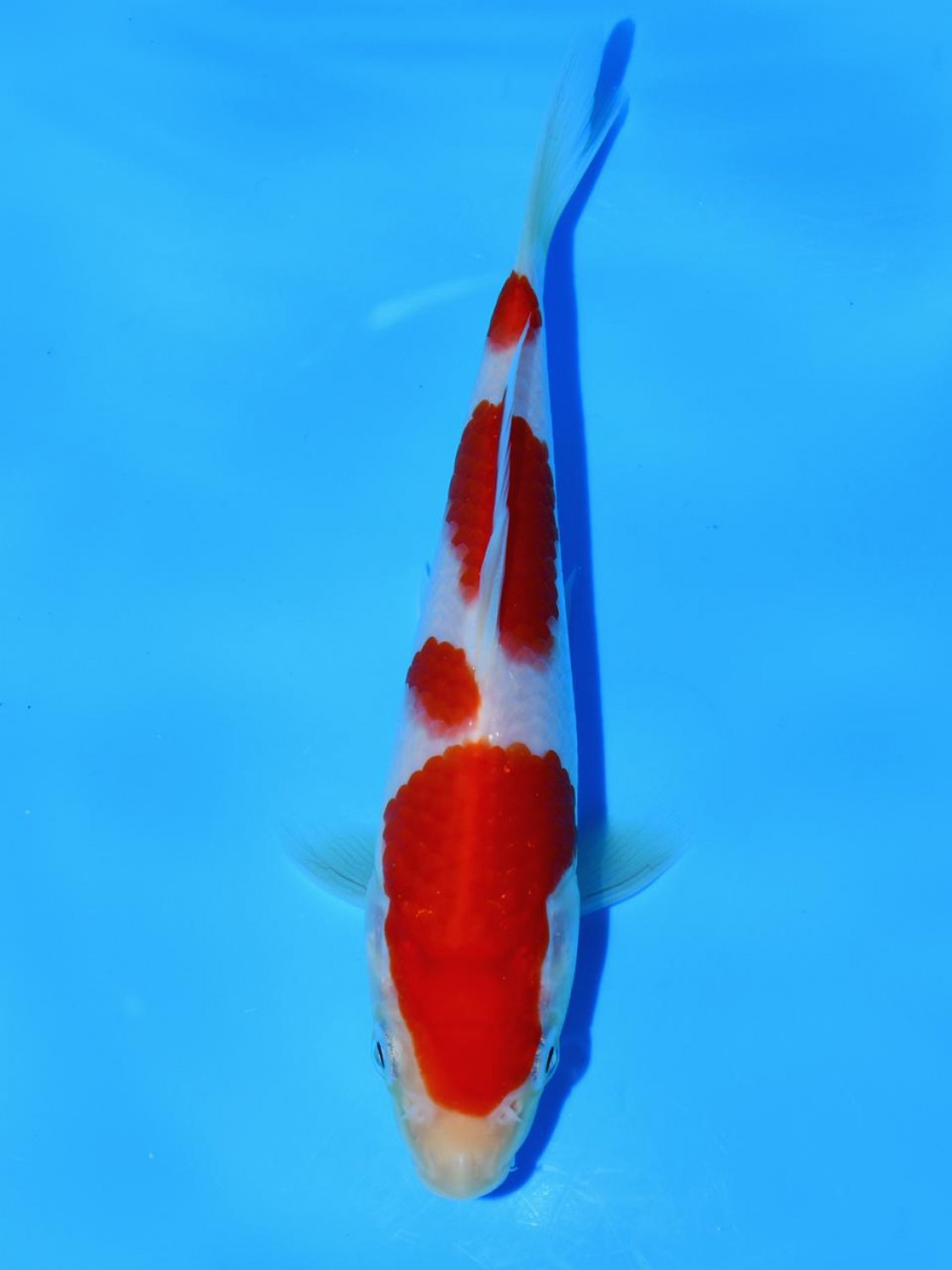 Juara 1