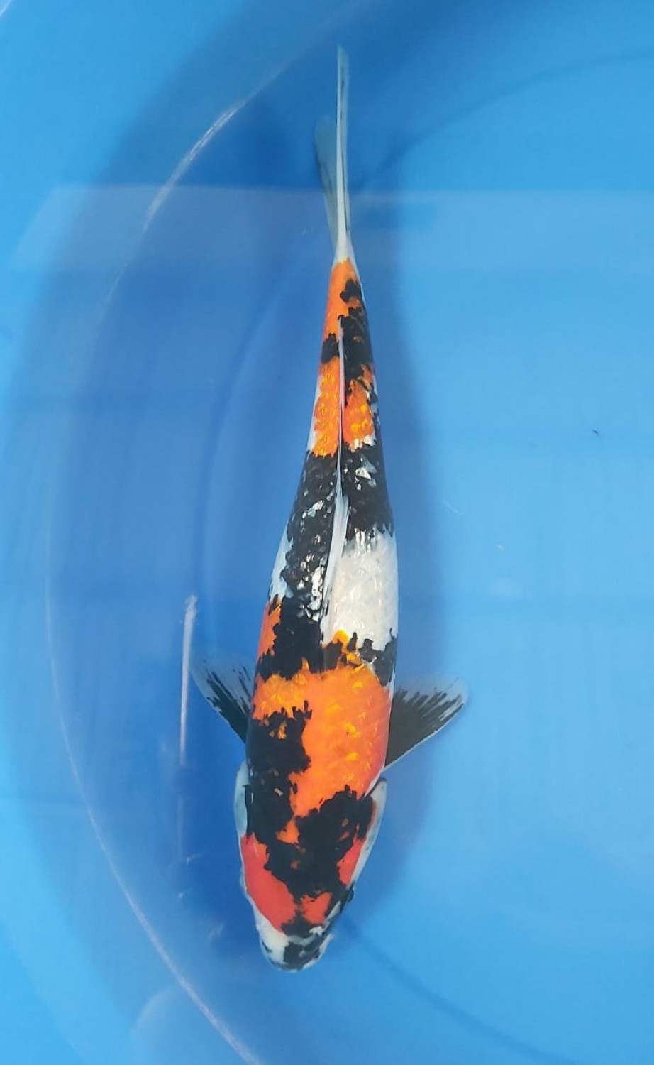 Juara 1