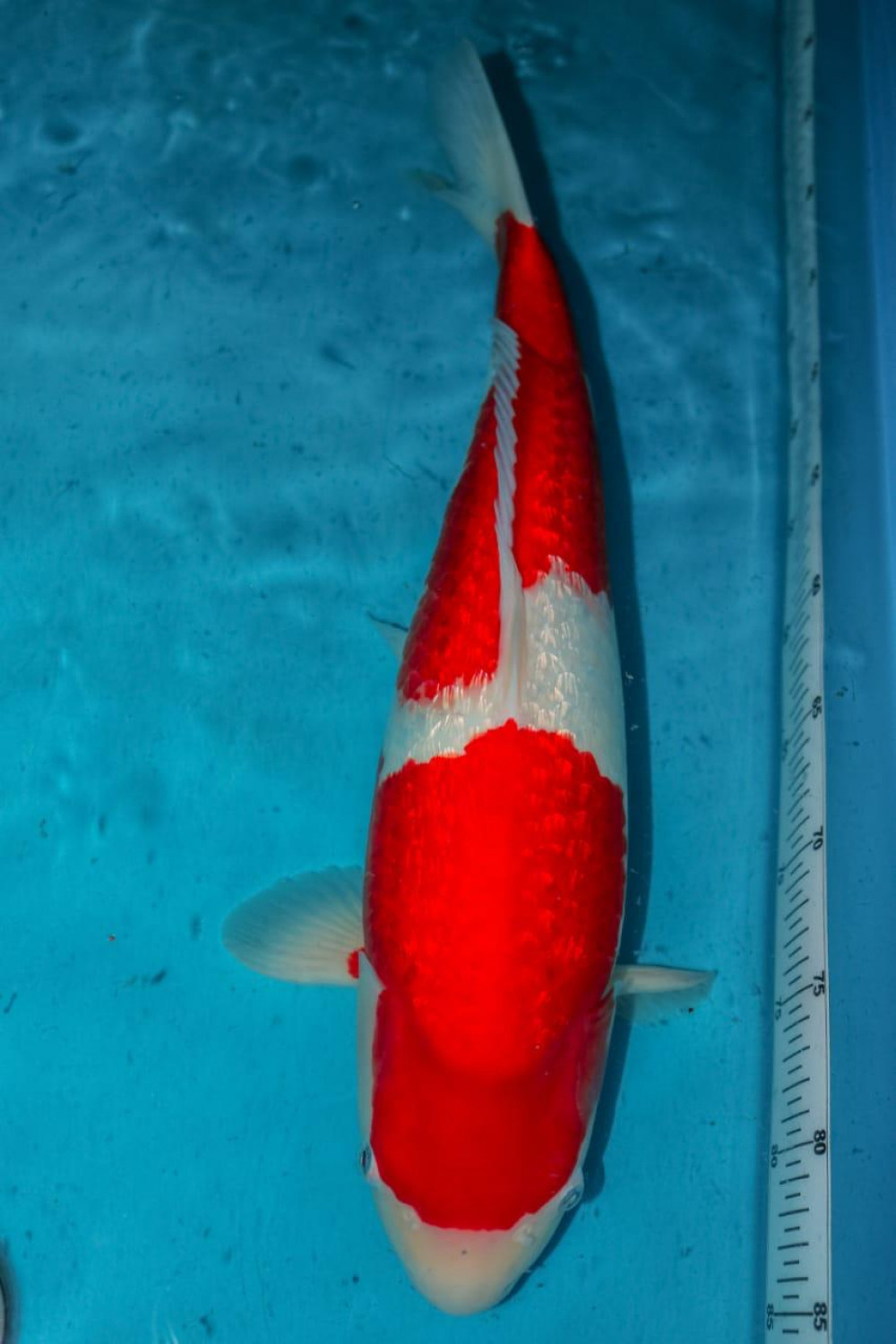 Juara 3