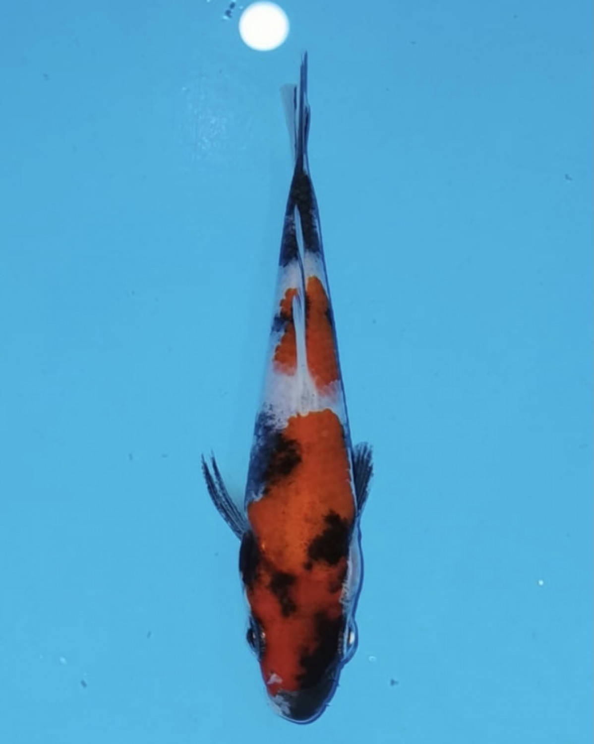 Juara 2