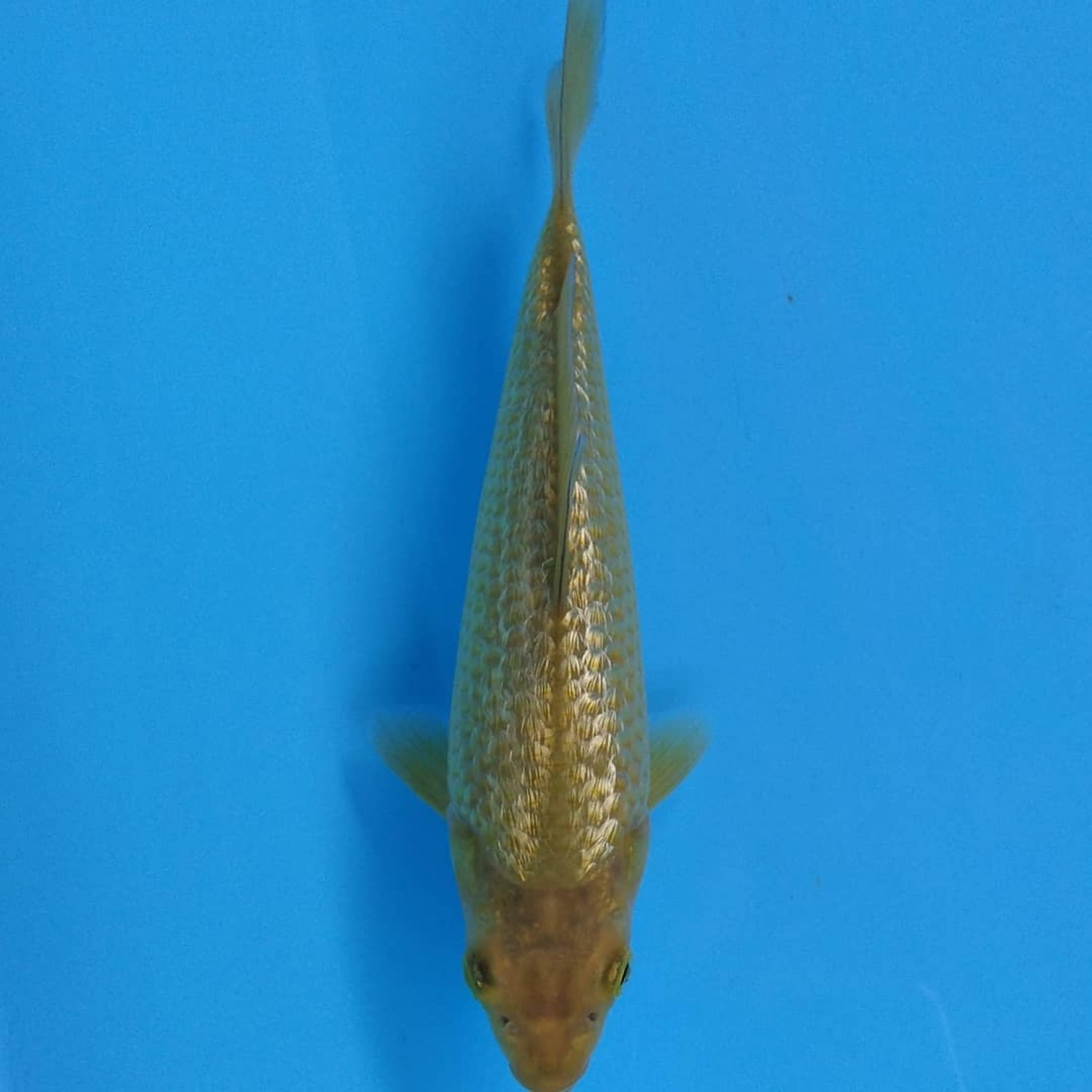 Juara 4