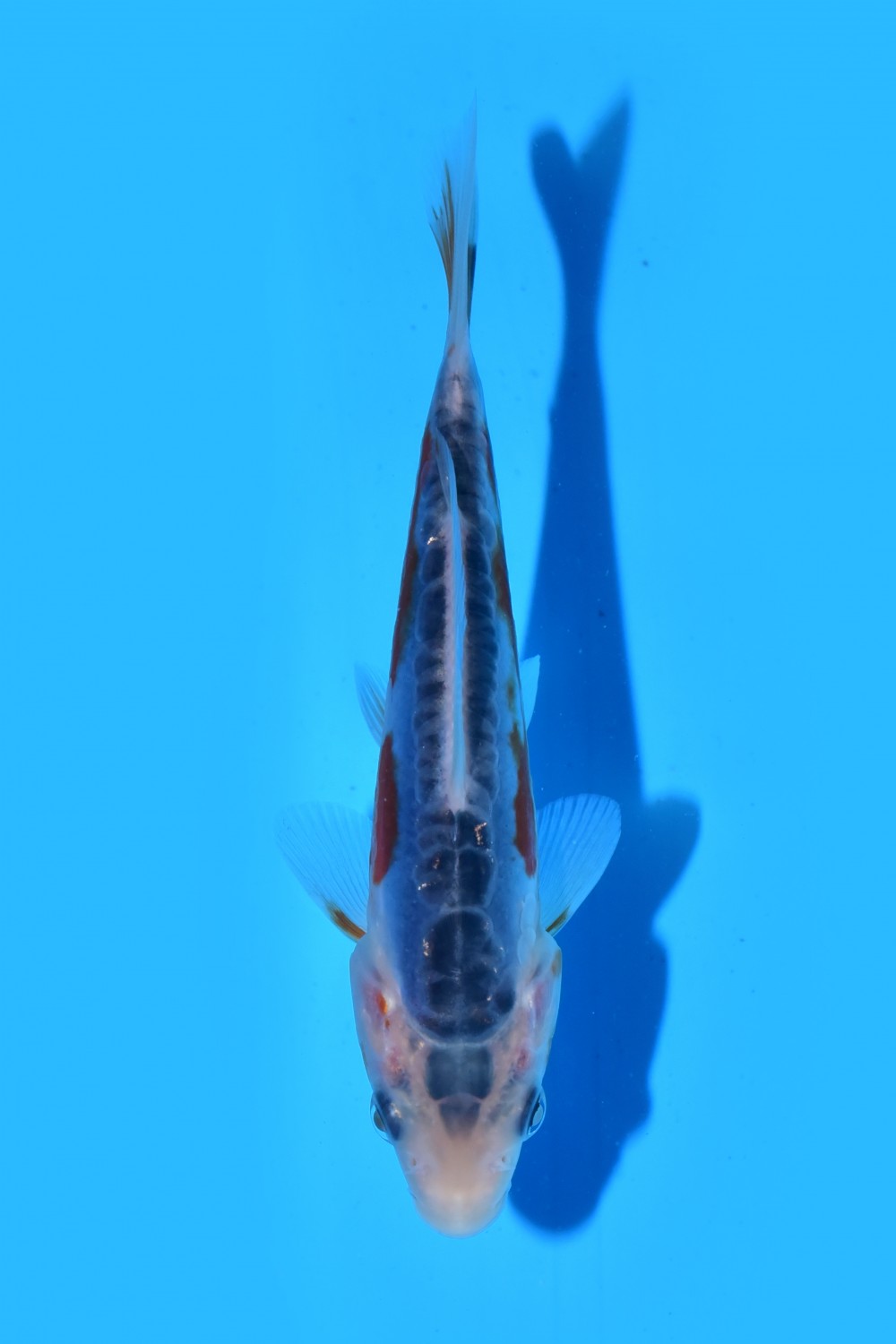 Juara 2