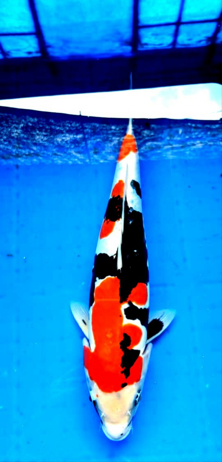Juara 5