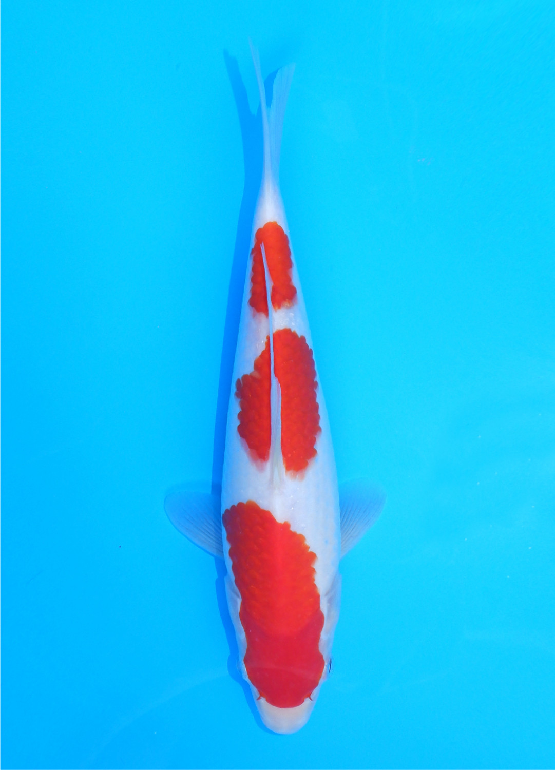 Best In Size A 21 - 25 cm