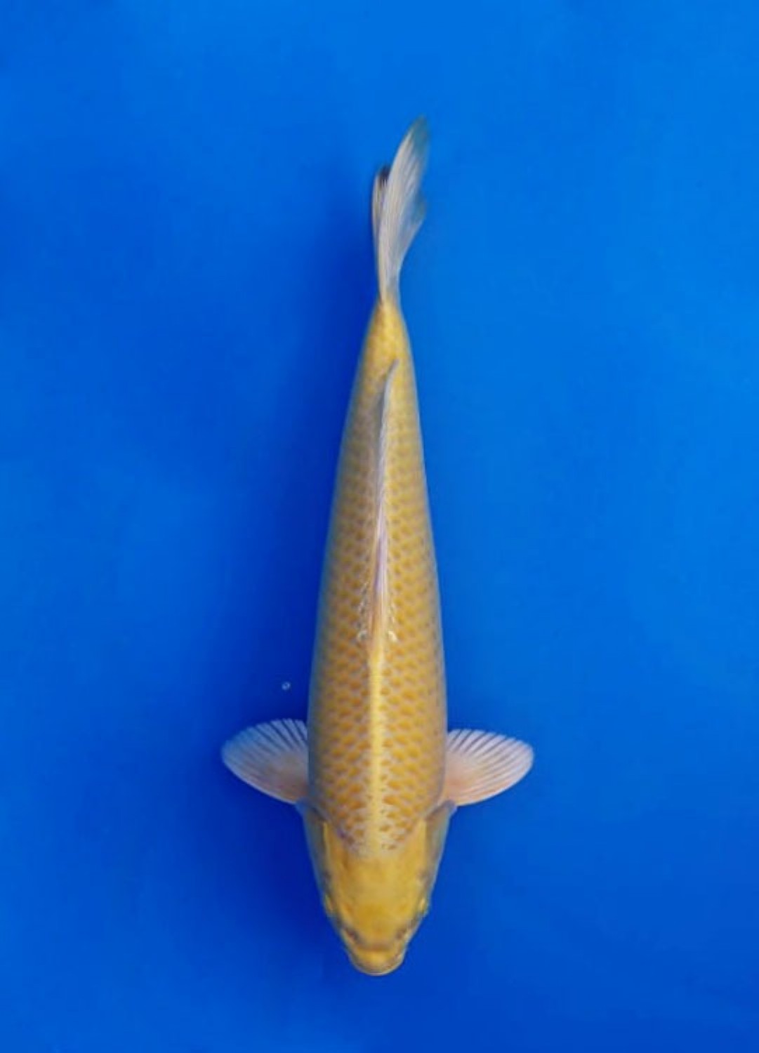 Best In Size E 41-45 Cm