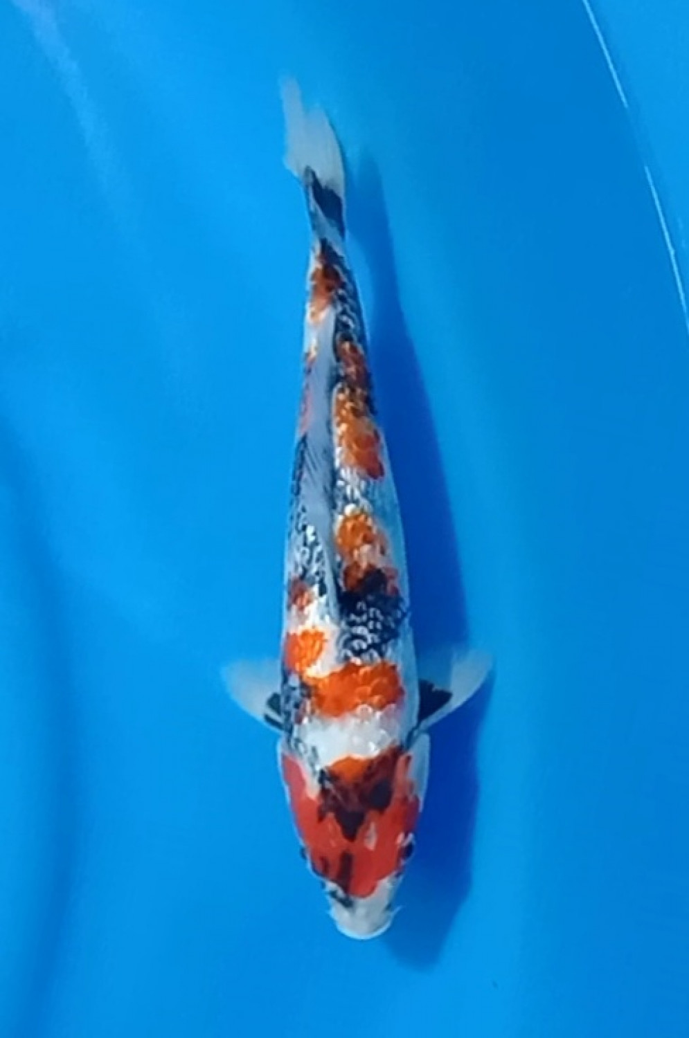 Juara 5