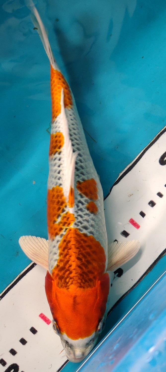 Juara 1
