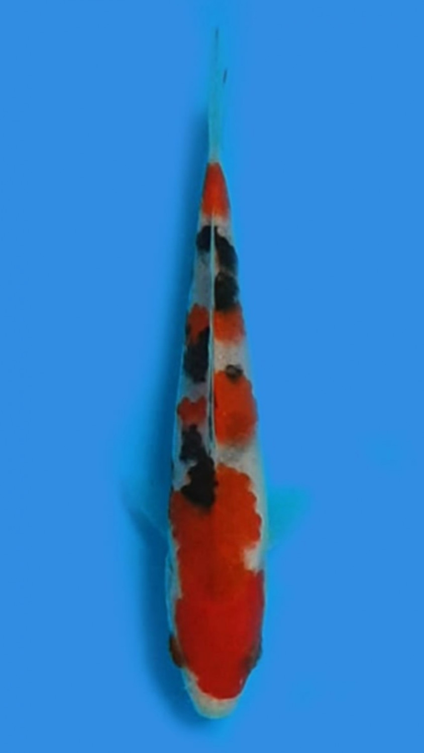 Juara 3