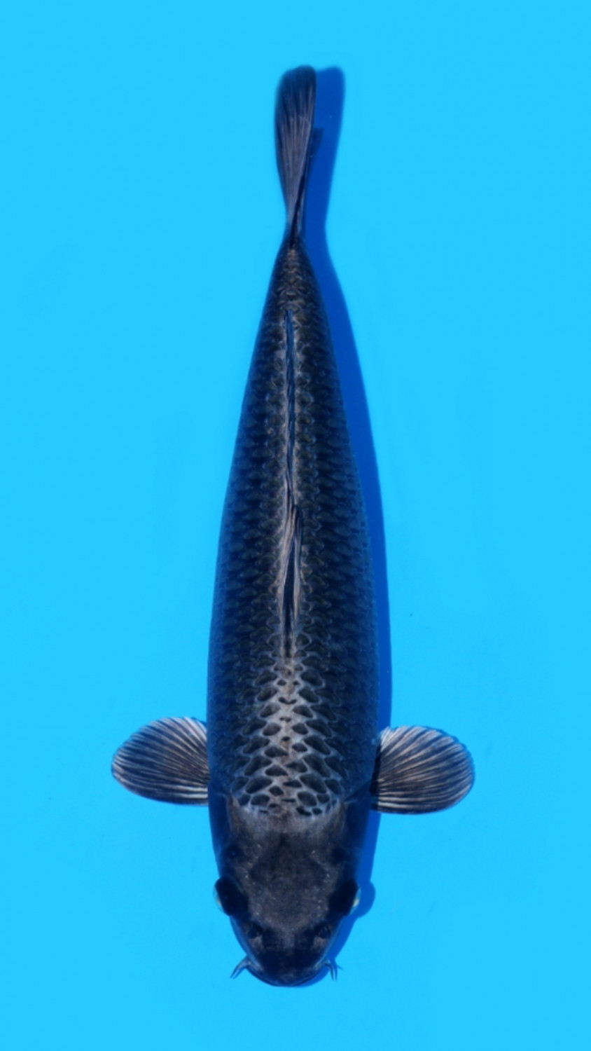 Best In Size E 41 - 45 cm