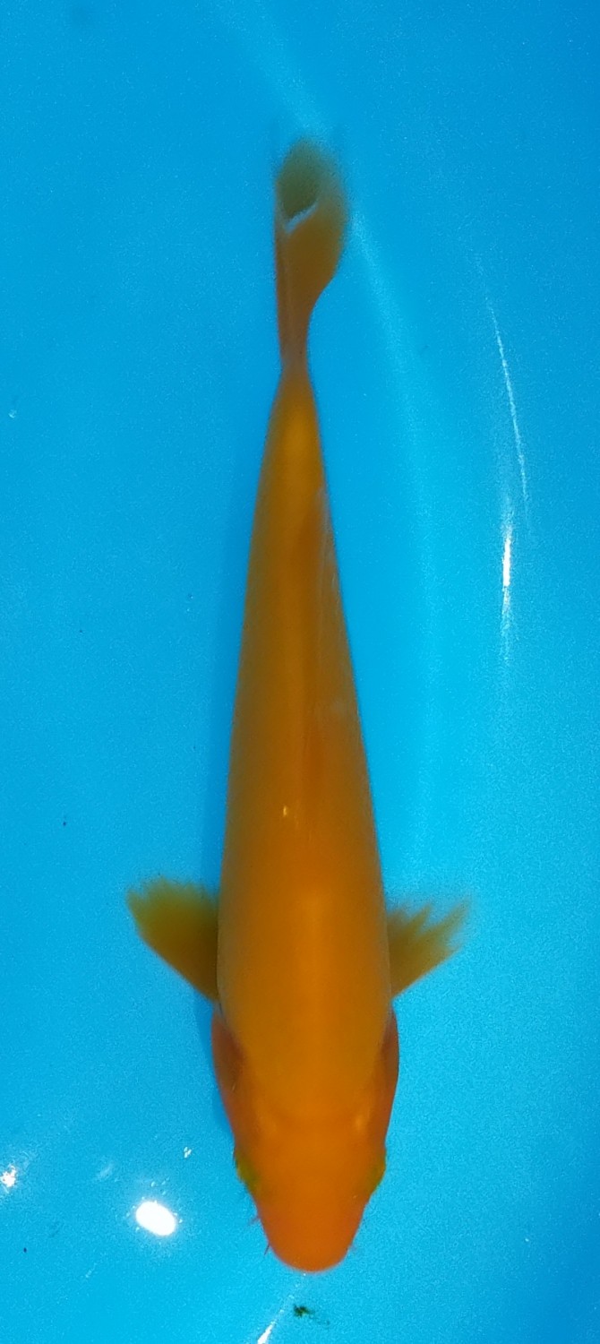 Juara 1