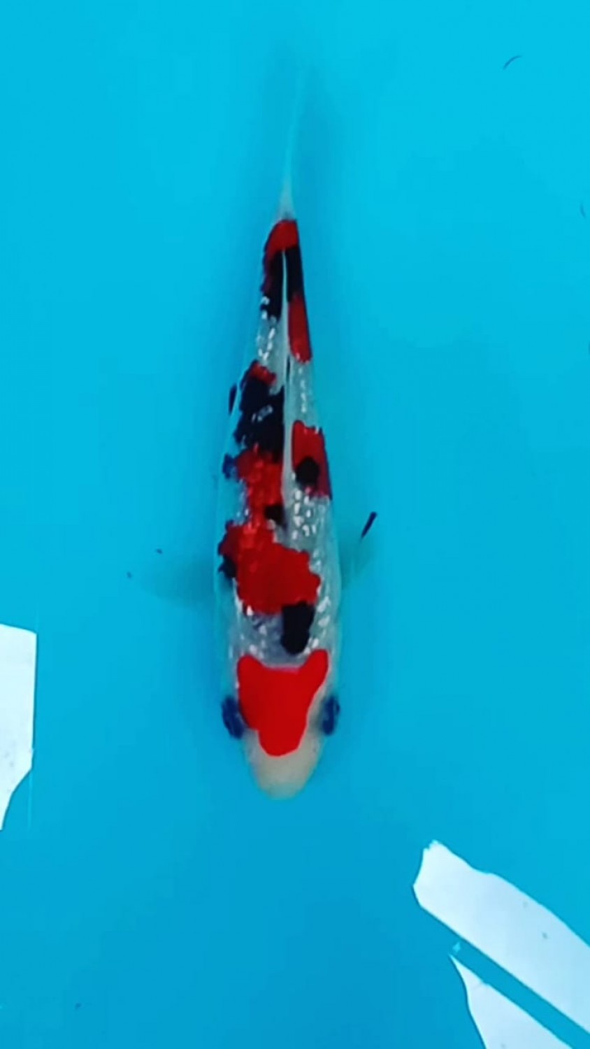 Best In Size B Up 12 cm