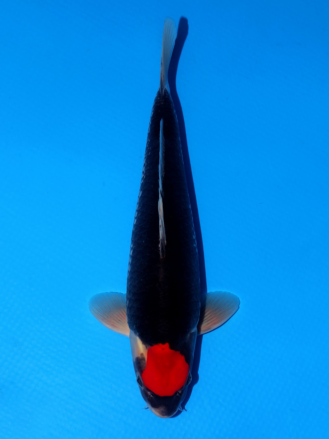 Juara 2
